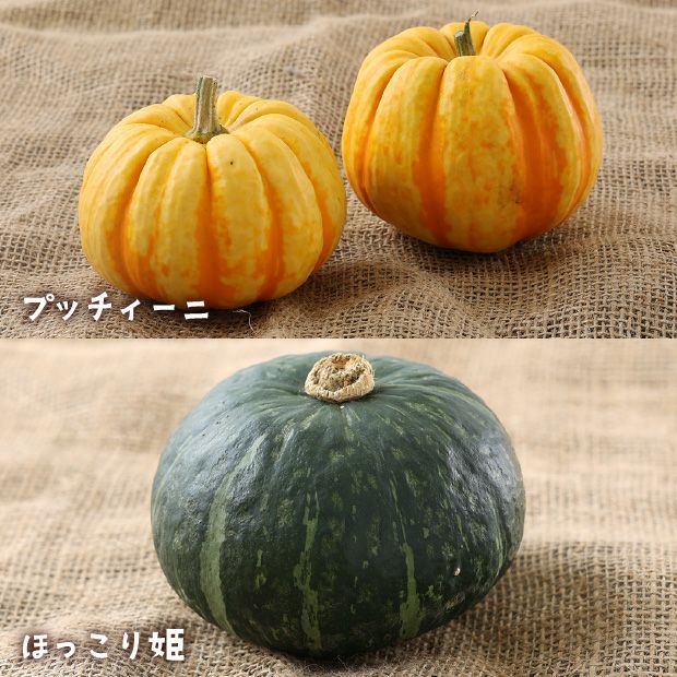 秋の収穫野菜セット