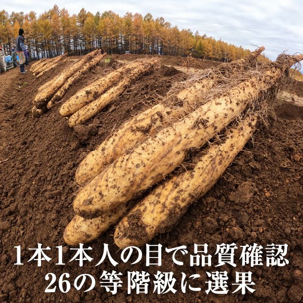 大正ながいも 2Lサイズ 10kg