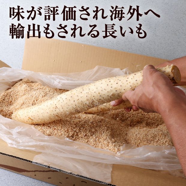 大正長いも訳あり10㎏｜農産｜長イモ｜食べレア北海道 物産 お取り寄せ