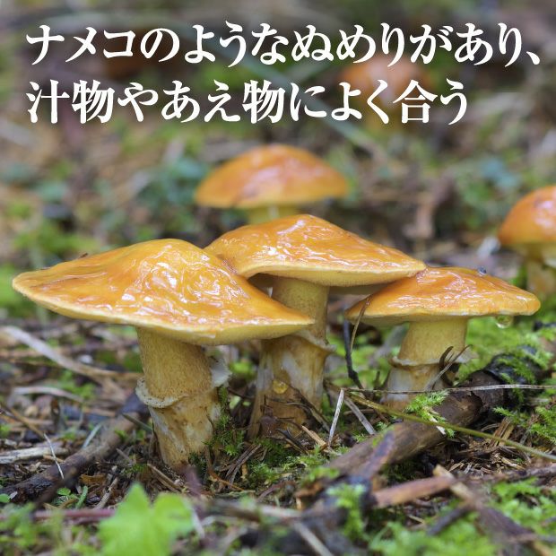 天然落葉きのこ(茹で塩漬け) 350g×２｜山菜 キノコ｜食べレア北海道 物産 お取り寄せ