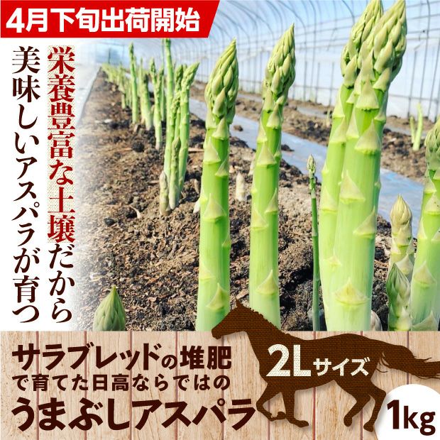 うまぶしアスパラ　2L　1㎏