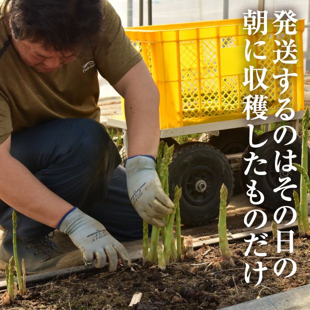 うまぶし夏アスパラ　2L/L混　1㎏