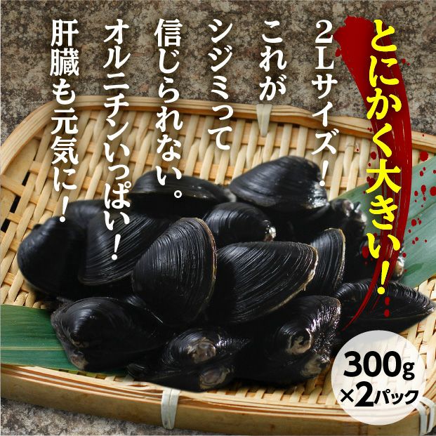 長節湖で取れたシジミ(2Lサイズ)