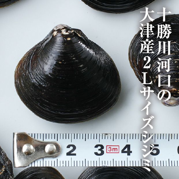 長節湖で取れたシジミ(2Lサイズ)