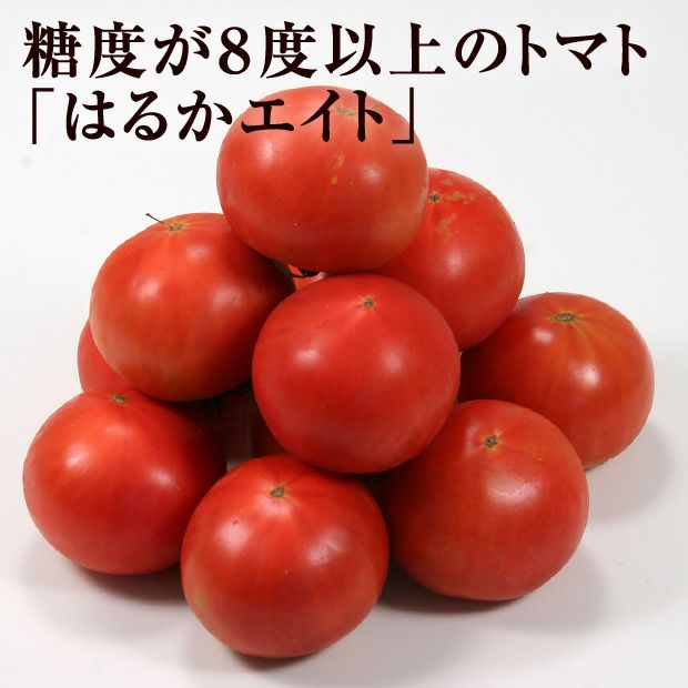 フルーツトマト（はるかエイト）｜アスパラ｜食べレア北海道 物産 お