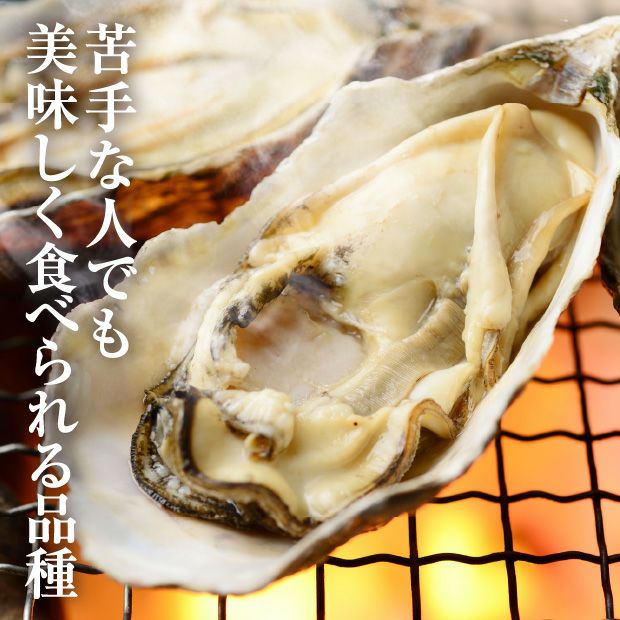 厚岸産　殻付き生牡蠣