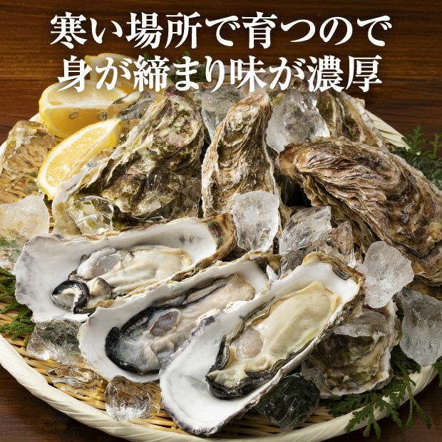 厚岸産　殻付き生牡蠣