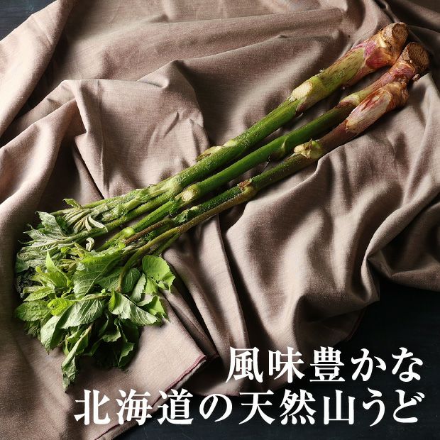 天然山うど3本×1パック