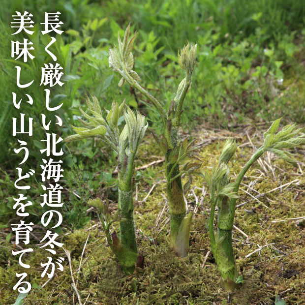 天然山うど3本×1パック