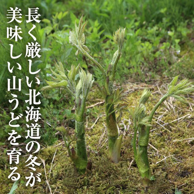 天然山うど3本×2パック