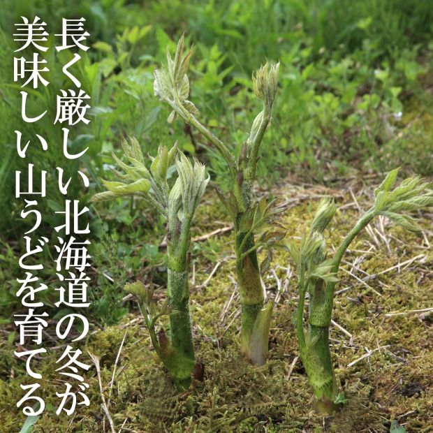 天然山うど3本×2パック