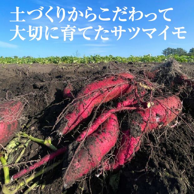 北海道産 焼き芋 オホーツクシルク 1㎏