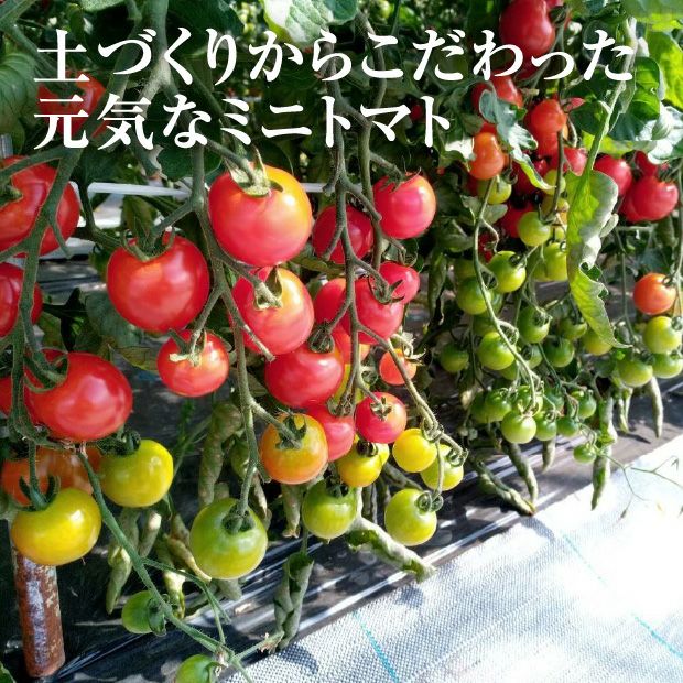 士別産　栽培ミニトマト（ほれまる）