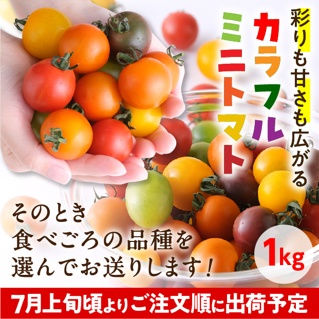士別産　栽培ミニトマト（6種カラフルミックス）