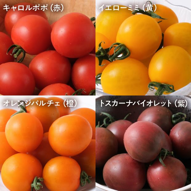 士別産　栽培ミニトマト（6種カラフルミックス）