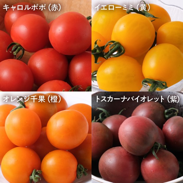 士別産　栽培ミニトマト（6種カラフルミックス）