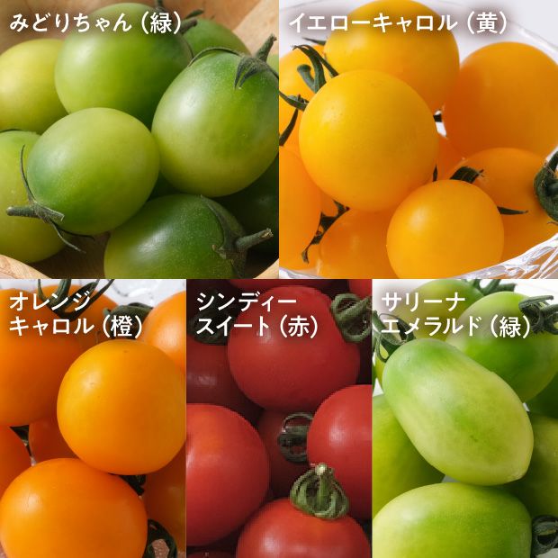 士別産　栽培ミニトマト（6種カラフルミックス）
