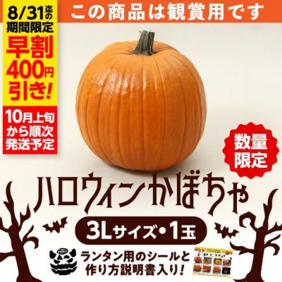 ハロウィンかぼちゃ 3Lサイズ1玉｜食べレア北海道 物産 お取り寄せ