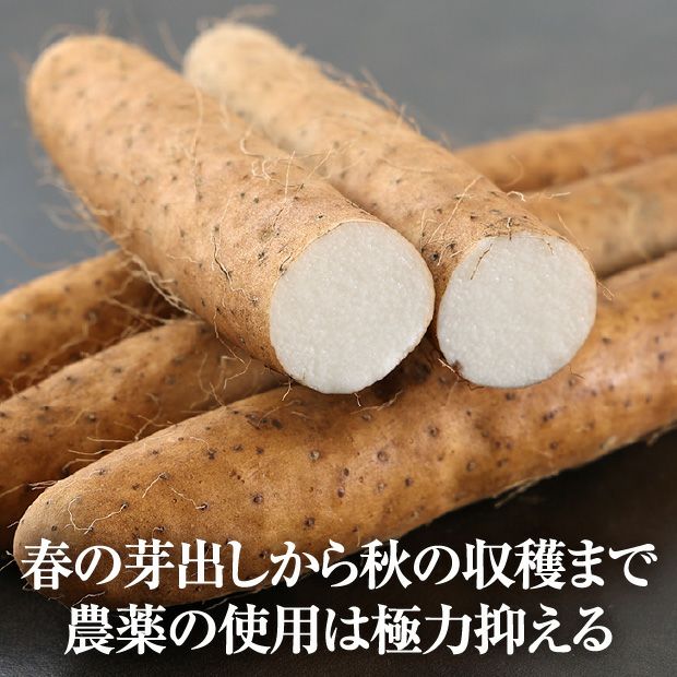 網走産 長いも 3kg
