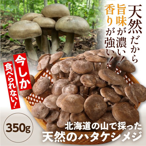 天然ハタケシメジ