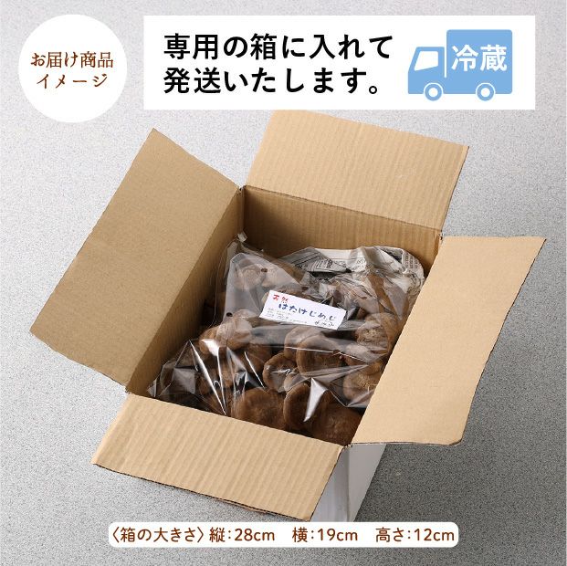 天然ハタケシメジ