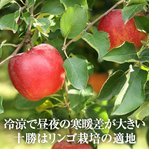 北海道十勝産りんご 　つがると黄王の8個ずつセット