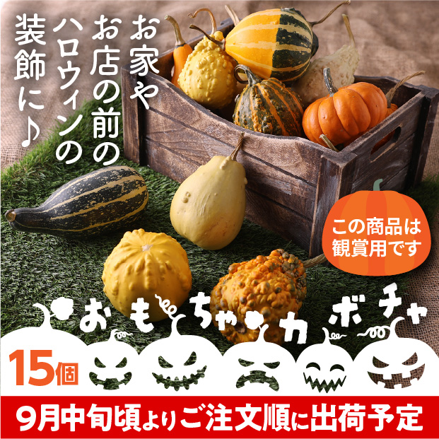 当別産　おもちゃかぼちゃ15個