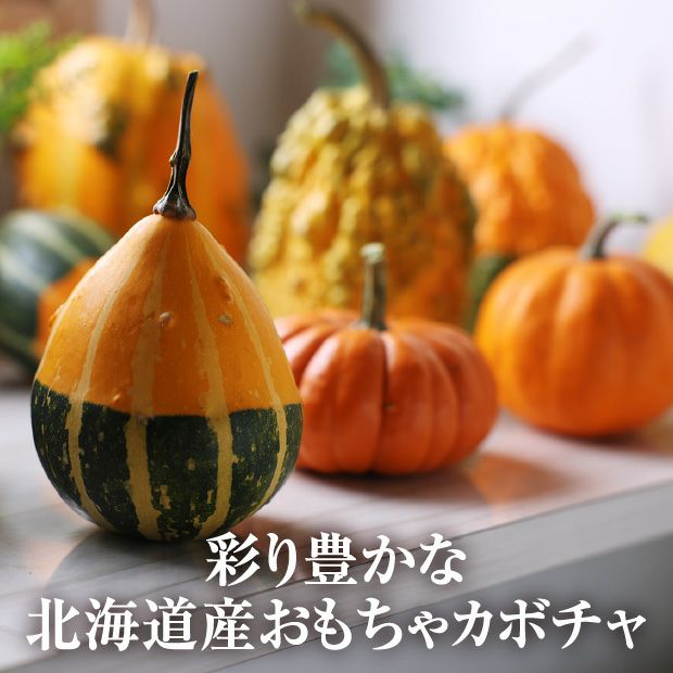 ハロウィン用おもちゃカボチャ 40個 品種フルーツミックスとJBクイック