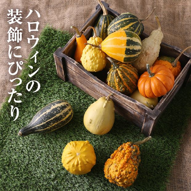 当別産　おもちゃかぼちゃ15個