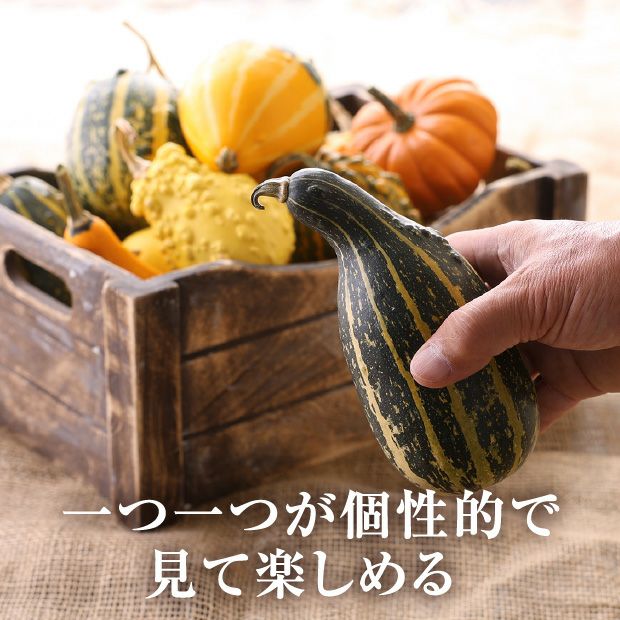 当別産　おもちゃかぼちゃ15個