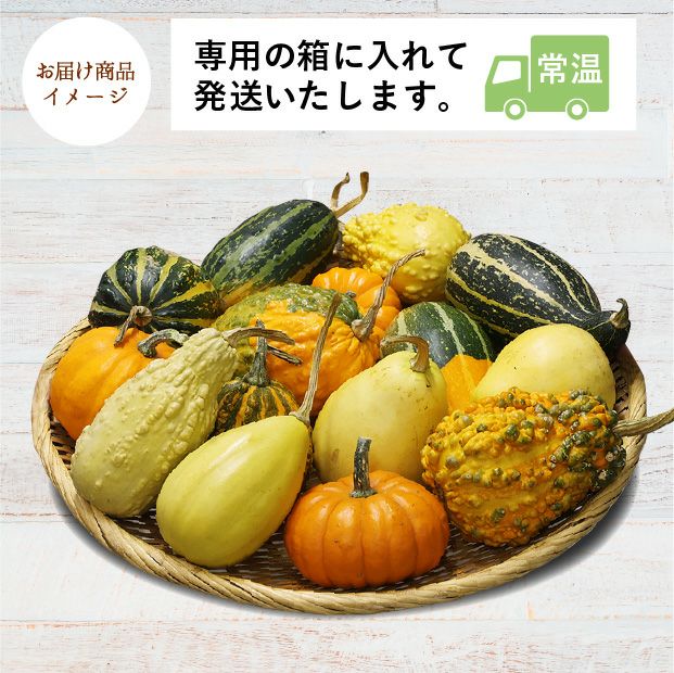 当別産　おもちゃかぼちゃ15個