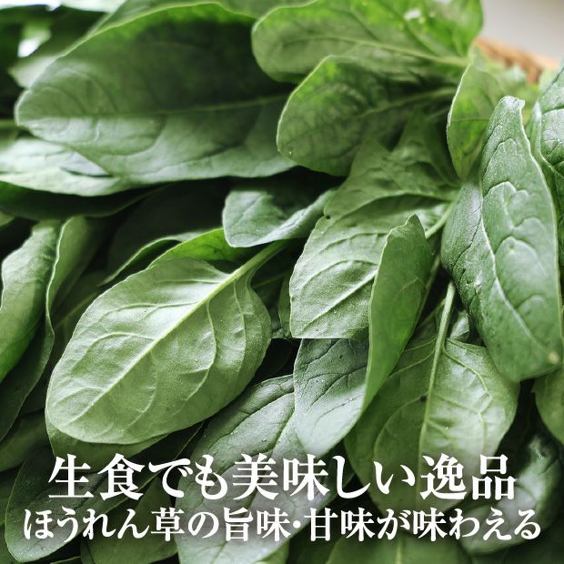 かみしまほうれん草