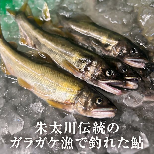 朱太川の天然鮎(落ち鮎)