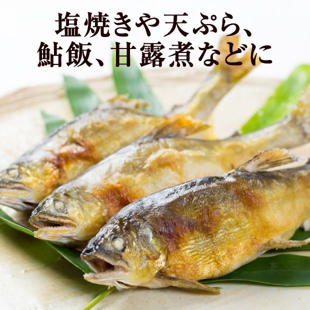 朱太川の天然鮎(落ち鮎)