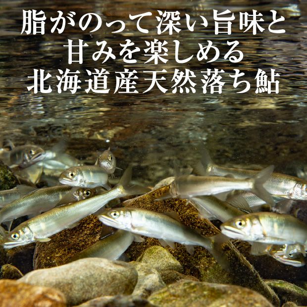 朱太川の天然鮎(落ち鮎)