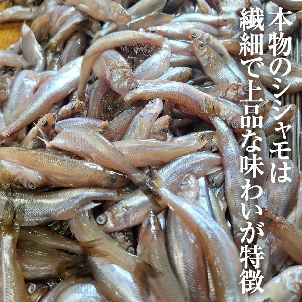北海道産本ししゃも生干し