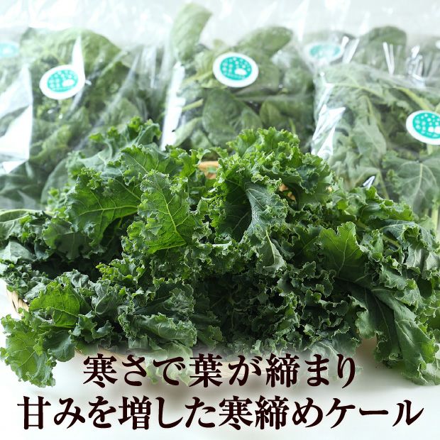 旭川産　ゆきあまほうれん草とゆきあまケールのセット